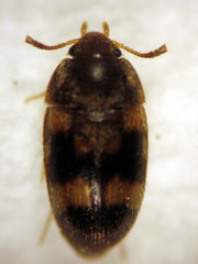 Litargus balteatus