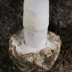 Amanita calyptratoides image