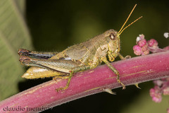 Dichromatos lilloanus