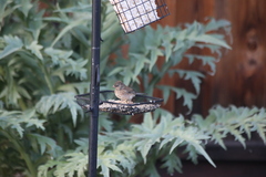 Junco hyemalis pinosus
