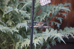 Junco hyemalis pinosus