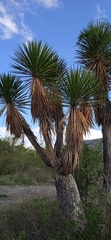 Yucca periculosa