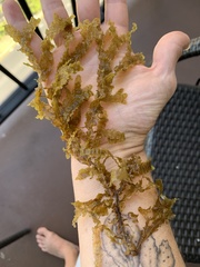 Dictyopteris australis