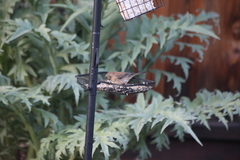 Junco hyemalis pinosus