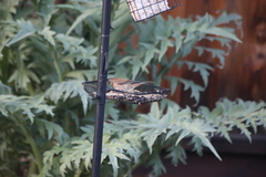 Junco hyemalis pinosus