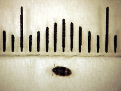 Litargus balteatus