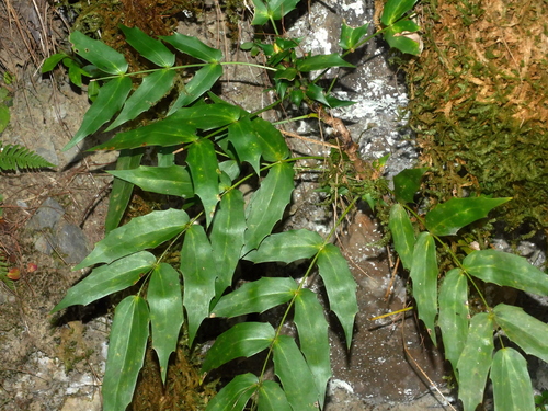 Image of Berberis oiwakensis by (c) Jacy Chen, some rights reserved (CC BY)