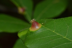 Phylloxera caryaefoliae