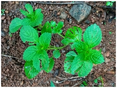 Coleus rotundifolius