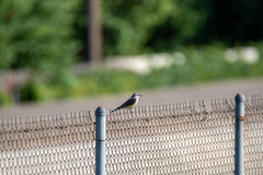 Tyrannus verticalis