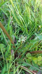Taraxacum brabanticum