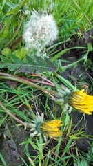 Taraxacum brabanticum