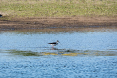 Himantopus mexicanus