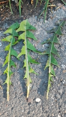 Taraxacum brabanticum