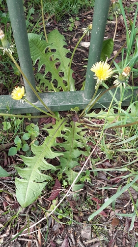 sinuate-lobed dandelion (Taraxacum sinuatum)