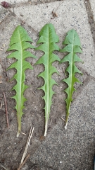 Taraxacum sinuatum