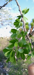 Fouquieria formosa
