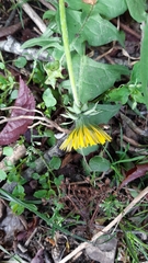 Taraxacum sinuatum