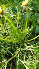 Taraxacum effusum