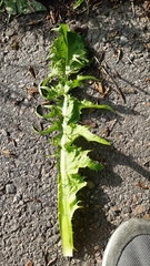Taraxacum effusum