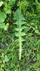 Taraxacum effusum