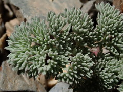 Cymopterus aboriginum