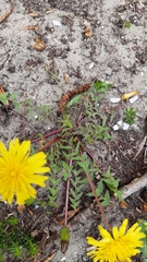 Taraxacum tenuilobum