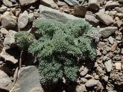 Cymopterus aboriginum
