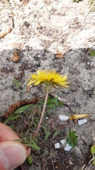 Taraxacum tenuilobum