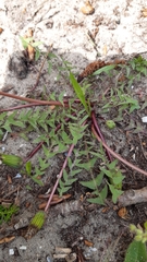 Taraxacum tenuilobum