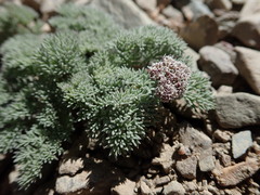 Cymopterus aboriginum
