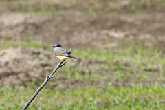 Tyrannus verticalis