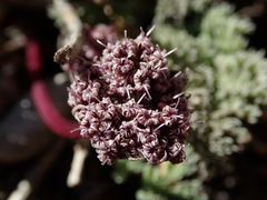 Cymopterus aboriginum