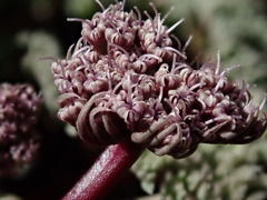 Cymopterus aboriginum