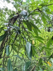 Rhaphidophora hongkongensis