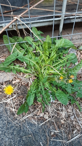 decumbent dandelion (Taraxacum laticordatum)