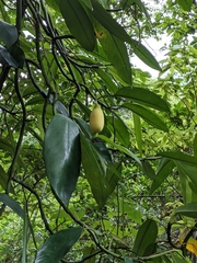 Rhaphidophora hongkongensis