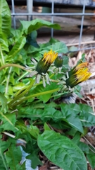 Taraxacum laticordatum