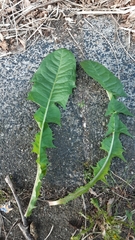 Taraxacum laticordatum