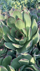 Sempervivum