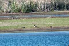 Anas platyrhynchos