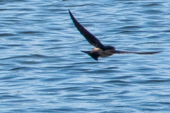 Petrochelidon pyrrhonota