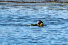Podilymbus podiceps