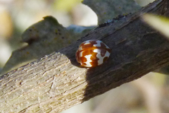 Neocalvia dentatofasciata