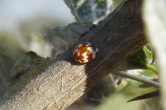 Neocalvia dentatofasciata