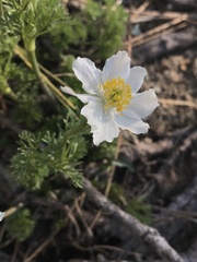 Anemone drummondii
