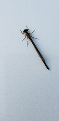 Ischnura cervula