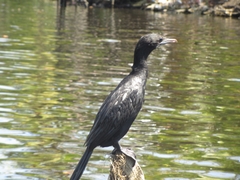 Microcarbo niger