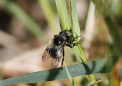 Volucella bombylans