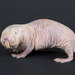 Naked Molerat - Photo (c) Smithsonian's National Zoo, some rights reserved (CC BY-NC-ND)